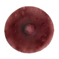 Dark-Colored Nipples, Size: 2.25" Diameter